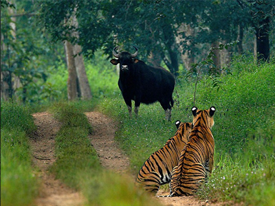 Bhadra Wildlife Sanctuary – 66 kms